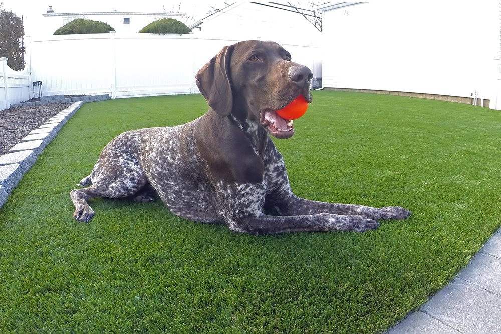 Los Angeles and Southern California artificial turf for dogs